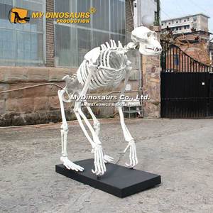 Dino Của Tôi Trang Trí Cuộc Sống Kích Thước Động Vật <span class=keywords><strong>Gorilla</strong></span> <span class=keywords><strong>Skeleton</strong></span> Mô Hình - Product Image 2