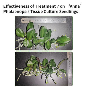 La lumière <span class=keywords><strong>de</strong></span> <span class=keywords><strong>culture</strong></span> <span class=keywords><strong>de</strong></span> tissu <span class=keywords><strong>de</strong></span> Phalaenopsis LED est conçue pour la <span class=keywords><strong>culture</strong></span> <span class=keywords><strong>de</strong></span> tissu et la propagation <span class=keywords><strong>de</strong></span> <span class=keywords><strong>semis</strong></span> des orchidées <span class=keywords><strong>de</strong></span> Phalaenopsis. - Product Image 5