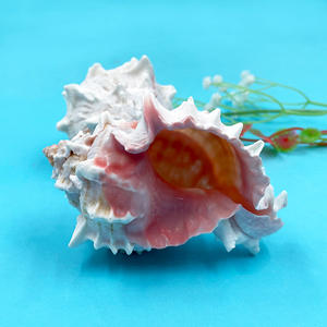 ขายเปลือกหอยทากราคาดีที่สุดขายเปลือกหอย <span class=keywords><strong>Murex</strong></span> ปากสีชมพูธรรมชาติ 100% - Product Image 3