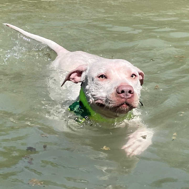 Dog GPS Collar Tracker Animal Satellite Tracking Locator 4000mah IP68