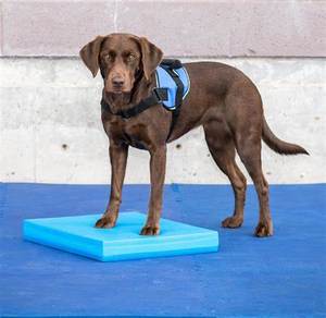 Özelleştirilebilir at denge pedi at istikrar terapi Yoga ped spor egzersiz at bakımı için yumuşak TPE yapılmış - Product Image 6