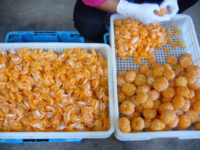 Harga grosir grosir buah IQF Frozen Mandarin segmen Frozen buah menyediakan layanan ODM