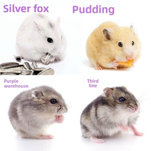 2026 Generation Hair Small Hamster Three-Line <strong>Pudding</strong> Zicang Silver Fox Living Thing Golden Bear Long Haired Curly Bear Short - Product Image 2