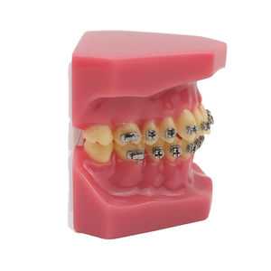 Modelo de Tipodonto Dental de Ortodoncia Smiledental TM-B6-01 con Soportes Metálicos, Ayuda Didáctica de Resina para Entrenamiento Oral - Product Image 5