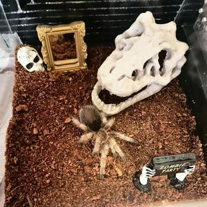 <span class=keywords><strong>Aquarium</strong></span> <span class=keywords><strong>Aquarium</strong></span> Décoration MB9-16 Résine Crâne <span class=keywords><strong>Dinosaure</strong></span> Plante Aquatique Aménagement Paysager pour 5 Décorations Boîte Verre Dégagement - Product Image 4