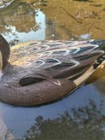 Leurre de Chasse Réaliste Flottant en Plastique pour Canard Colvert – Utilisation Extérieure
