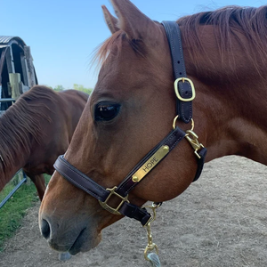 Licol de luxe personnalisé pour l'équitation, réglable, avec boucles carrées, en cuir de haute qualité, style western, avec nom - Product Image 1