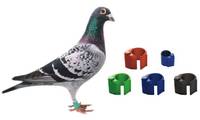 Vente en gros d'étiquettes de pied de pigeon Étiquette d'anneau de pied de poulet Micropuce d'anneau de pigeon RFID