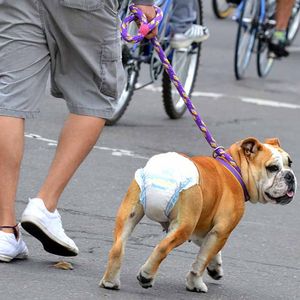 มืออาชีพแมว Nappies ปรนเปรอสัตว์เลี้ยงที่มีคุณภาพสูง - Product Image 6