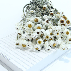 Chrysanthèmes argentés séchés, préservés, longue durée, écologiques, décoration intérieure, <span class=keywords><strong>fleurs</strong></span> <span class=keywords><strong>séchées</strong></span> pour mariage, <span class=keywords><strong>livraison</strong></span> de <span class=keywords><strong>fleurs</strong></span> <span class=keywords><strong>séchées</strong></span> de Chine - Product Image 6
