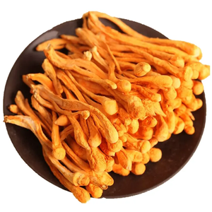 Cordyceps Militaris Selvatico Biologico di Alta Qualità Marca SHM, Essiccato Naturalmente all'Aria, Doppio Uso Alimento e Medicina - Product Image 1