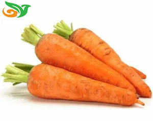Neue Pflanzen, frisches Bio-Gemüse, Großhandel Karotten/Chinesische frische Karotten nach Malediven exportiert - Product Image 2