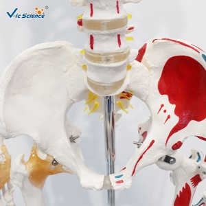 Modelo de Esqueleto <span class=keywords><strong>Humano</strong></span> Pigmentado de 180 cm con Ligamentos, Modelo Anatómico de <span class=keywords><strong>Cuerpo</strong></span> Completo - Product Image 1
