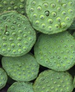 Semillas de Loto Secas Blancas 100% de Grado 1, Exportación al por Mayor, Vietnam, Textura Dura Horneada, Sabor Dulce, Refrigerio Envasado - Product Image 2