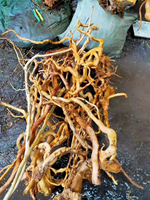 Racine de bois flotté jaune écologique YUNQI de qualité supérieure pour aquarium, modèle Y-YD-001, vente en gros