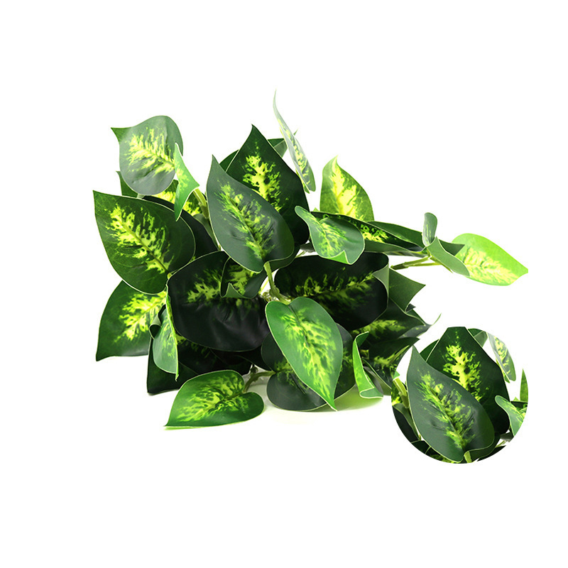 Dark Green Caladium
