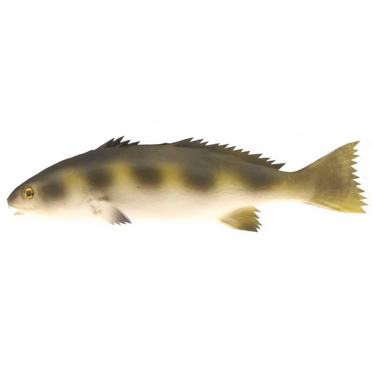 Osmanthus Fish