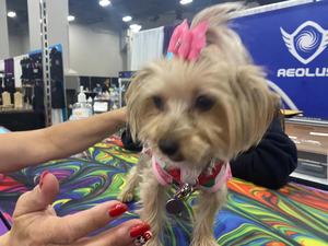 Pet Grooming Salon Con Chó Lớn Accordion Bảng Chuyên Nghiệp Điện Nâng Con Chó Chải Chuốt Bảng - Product Image 4