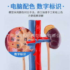 Modèle du système urinaire humain : anatomie de l'urétére, de la vessie, de l'urètre et du rein ; modèle du système reproducteur médical (3D). - Product Image 3