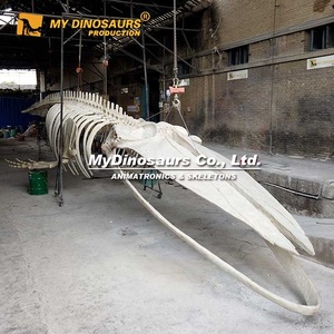 V Sợi Thủy Tinh Nhựa Màu Xanh Cá Voi Mô Hình Xương Để Bán - Product Image 3