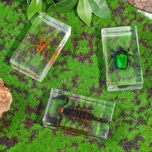 Artesanía de resina de alta calidad, pisapapeles de insectos de taxidermia encapsulados con insectos reales para educación científica y colección de especímenes - Product Image 5