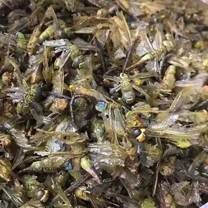 100g Gan Qing Ting libellula essiccata <span class=keywords><strong>Anax</strong></span> Parthenope naturale per la vendita - Product Image 4
