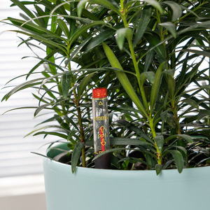 Hiện đại đơn giản tự tưới nước thân thiện với môi Chậu hoa nhựa 1-3l văn phòng máy tính để bàn Củ Cải Xanh anthurium Cây tiền trong chậu nhỏ - Product Image 3