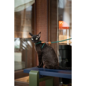 Harnais léger anti-évasion pour chat, gilet respirant en maille pour chaton et ensemble de harnais réglable réfléchissant pour chiot et chat - Product Image 1