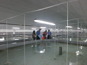 <span class=keywords><strong>Peinture</strong></span> Baekland imperméable et résistante à l'usure pour bassins et piscines, idéale pour l'élevage de poissons Koi et crevettes, application sur bateaux. - Product Image 4