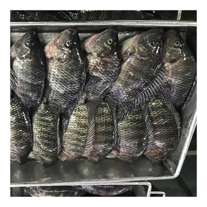 Pour l'<span class=keywords><strong>Afrique</strong></span>, Tilapia noir congelé IQF IWP en emballage de 10 kg, destiné aux producteurs de nourriture pour poissons, avec expédition rapide et prix compétitif - Product Image 4