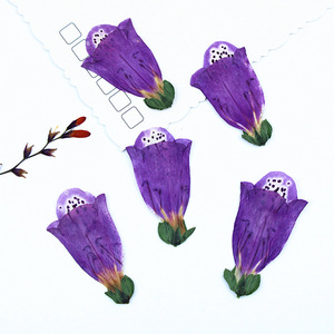 Flores de Globo Real Naturales, Preservadas y Secas para la Creación de Joyería de Resina - Product Image 3