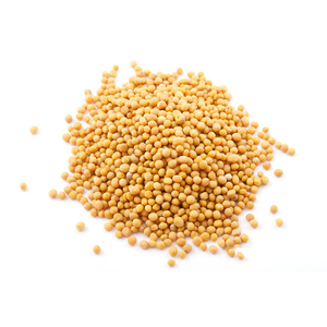 Extrait de graines de <span class=keywords><strong>moutarde</strong></span> jaune pur et naturel à bon prix pour assaisonnement et épices - Product Image 2