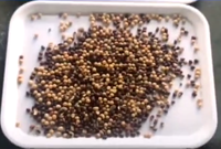 Máquina Clasificadora de Color de Frijoles Chocho de Perú 2022, la Más Reciente Máquina de Clasificación Múltiple para Frijoles Tarwi y Lupin con Función Remota