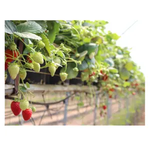 Growing Strawberries In Controlled Environment Super Farm Indoor Hydroponics System