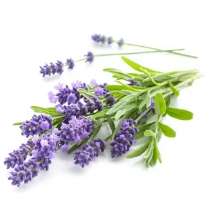 Grosir minyak esensial 40/42 Lavender alami untuk kosmetik aromaterapi & Kulit