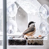 Nature Birdhouse Porte-graines coulissant et 4 ventouses extra fortes Mangeoire à oiseaux pour fenêtre