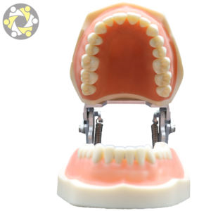 Medisch Onderwijs Tandheelkundig Model 32 Tand Siliconen Anatomisch Model Voor Training Oraal Model Met Afneembare Demonstratie - Product Image 2