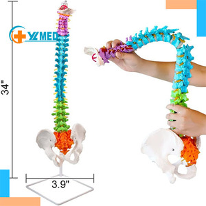 Medizinisches menschliches Wirbelsäulen modell Lehr anatomie modell Wirbelsäulen farbenes flexibles anatomisches Modell mit Wirbel nerven arterien Becken - Product Image 1