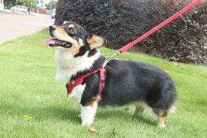 Produsen Grosir Kain Suede Reflektif Tali Kekang Anjing Murah dengan Satu Set Tali - Product Image 5