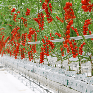 Upuper Chất Nền Nhà Sản Xuất Bán Buôn Thủy Canh Nhà Máy Hạt Giống Đá Len Phát Triển Cubes Cây Giống - Product Image 3