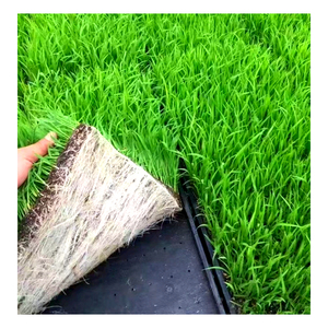 <b>Hydroponic</b> 54*28CM Flat Paddy Microgreens <b>Seeding</b> Tray Nursery for Wheatgrass , Fodder, Rice ,sprouts ,vegetable - Product Image 1