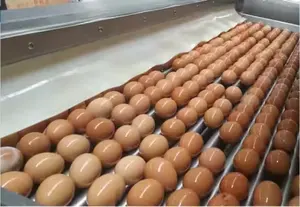 High Quality Quail Egg Sheller Production Line For Sale