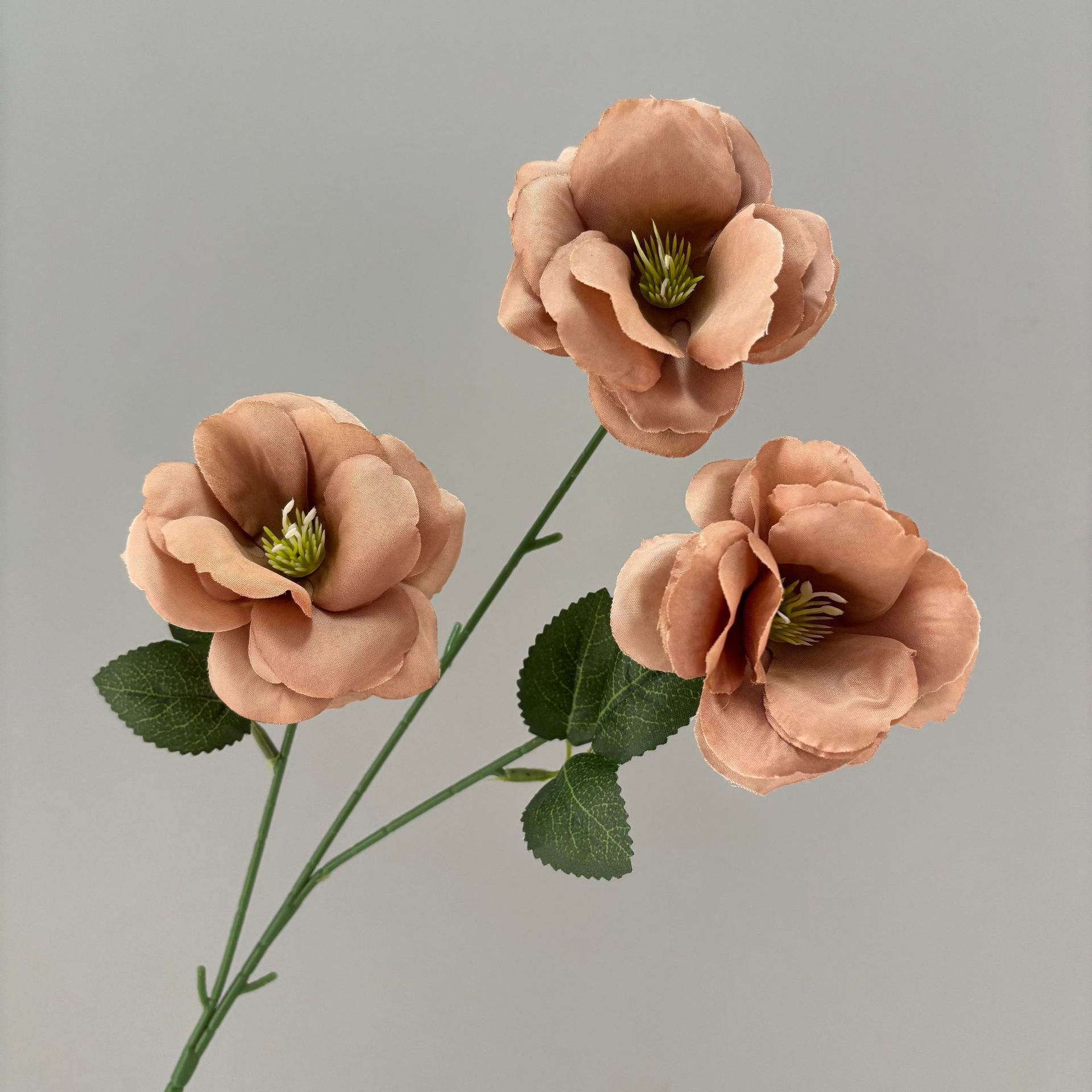Rose fraîche