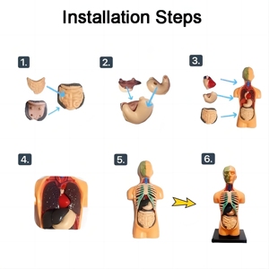 Enfants Lumières <span class=keywords><strong>Science</strong></span> <span class=keywords><strong>Et</strong></span> Éducation Organes Humains Assemblage Du <span class=keywords><strong>Corps</strong></span>, Jouets D'apprentissage Digestif Du <span class=keywords><strong>Corps</strong></span> <span class=keywords><strong>Humain</strong></span>, Jouets D'organes Humains - Product Image 4