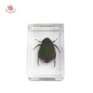 ตัวอย่างแมลงเรซิ่นคริสตัล,อุปกรณ์การศึกษาตัวอย่างแมลงที่แท้จริงในเรซิ่นบล็อกสีเหลืองอำพันด้วงจริงข้อผิดพลาดที่น่ารักของ Taxidermy - Product Image 5