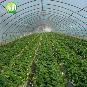 Serre tunnel en film plastique à faible coût pour la culture des fraises - Product Image 5