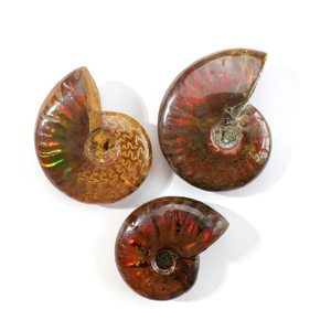 Vente en gros de coquilles d'ammonites naturelles avec iridescence arc-en-ciel, spécimens d'ammolites polies pour la guérison, la décoration intérieure et la collection - Product Image 4