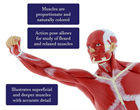 Modelo de Anatomía Muscular Humana para la Enseñanza en la Facultad de Medicina, Modelo de Torso Muscular Humano, Modelo de Anatomía
