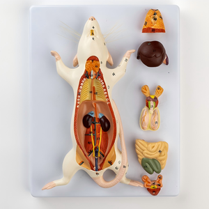 Modelos de Ratón y <span class=keywords><strong>Rata</strong></span> de PVC Blanco con Anatomía de Órganos Internos para Disección Educativa en Ciencias Médicas - Marca OEM - Product Image 3