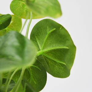 Hunan Zhangjiajie Fuyuan Yiwu popular mini bonsai plástico eucalipto lenteja de agua plantas en maceta para hotel tienda biblioteca decoración del hogar - Product Image 5